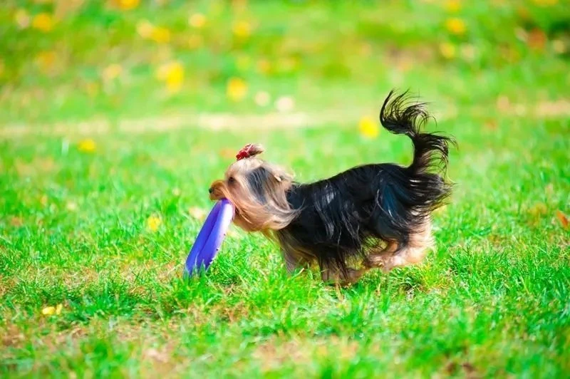Šuns įrankis Puller Mini Waudog 18 cm