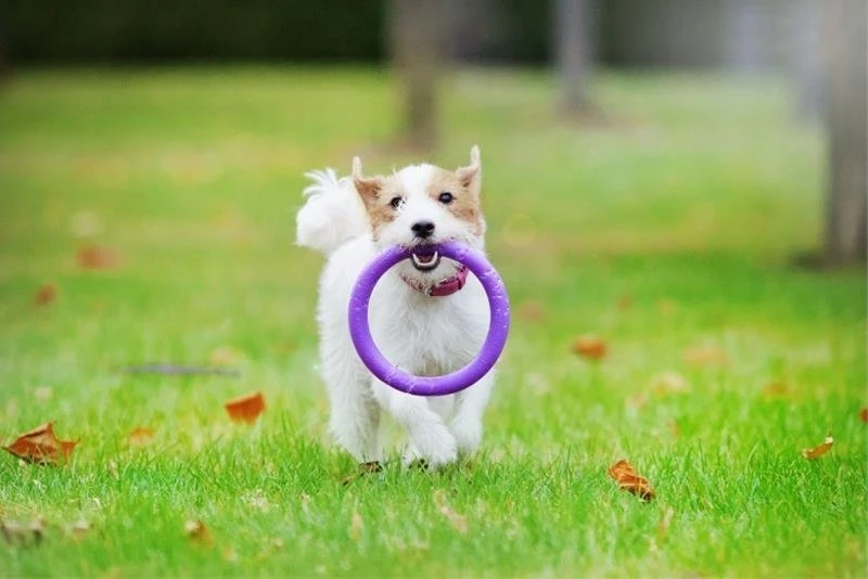 Šuns įrankis Puller Mini Waudog 18 cm