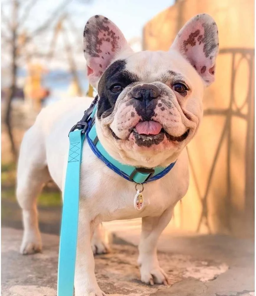 Collar WAU DOG Antkaklis SMYCZ WATERPROOF 2,0/305cm PVC ŠVIEČIANTIS TAMSOJE
