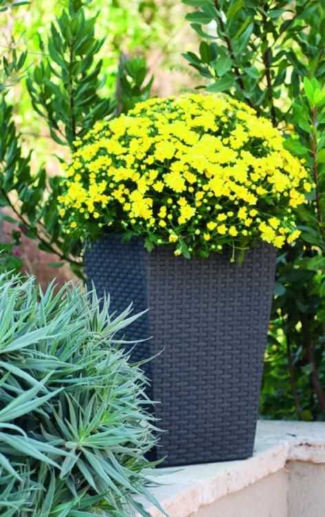 Curver Rattan Planter S 23,6 L antracytowa 228978
