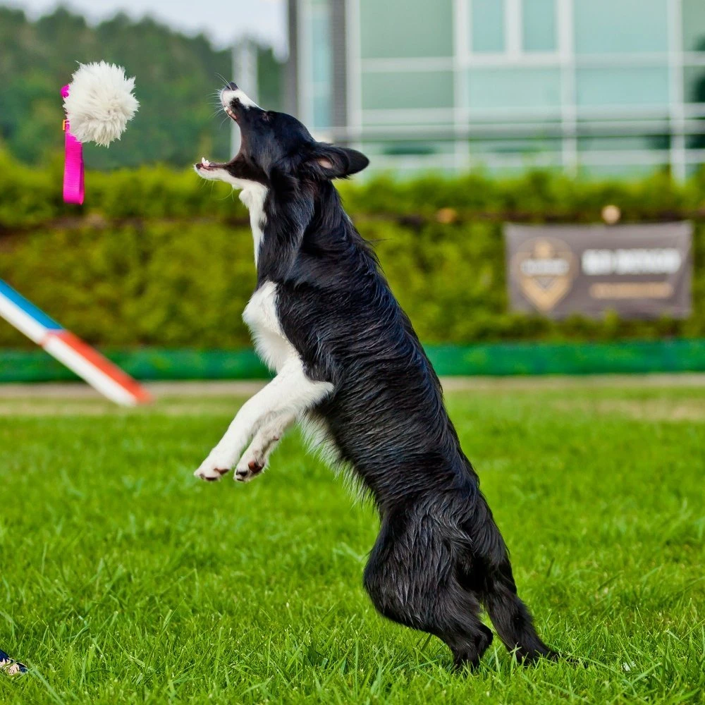 Dingo DINGO GUMINIS LAIKIKLIS SU AVIES KAILIU 55 cm JUODA