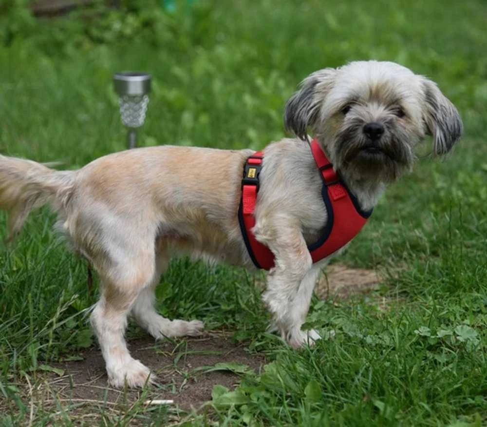 Dingo Dingo Beslėgis diržas su dviejų diržų reguliavimu M Raudon