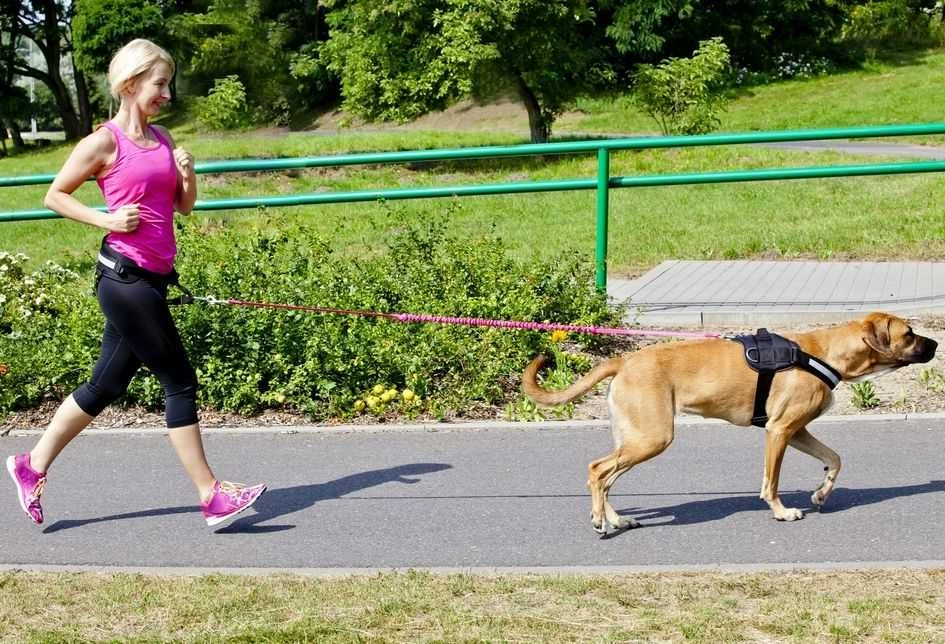 Dingo pavadėlio su juosta su amortizatoriumi ir rankena, ilgis 170 cm - 14696