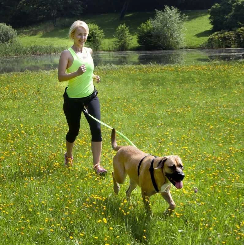 Dingo juostinis pavadėlis su amortizatoriumi ir rankena, ilgis 170 cm - 14695