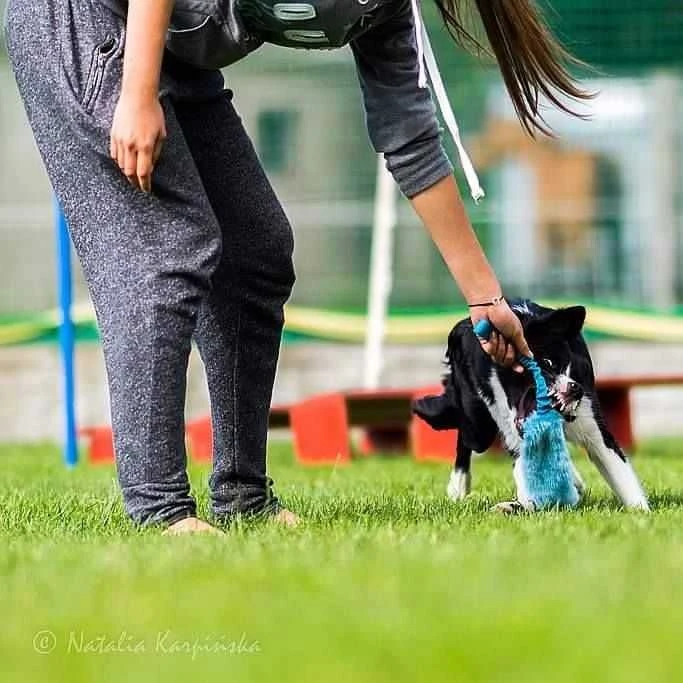 Dingo žaislas šuniui sztuczne futro + guminė rankena