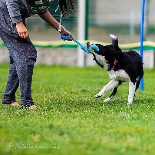 Dingo žaislas šuniui sztuczne futro + guminė rankena