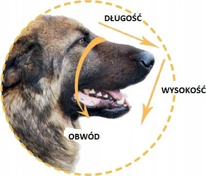 Dino antsnukis metalinis "6" OWCZAREK RUDA