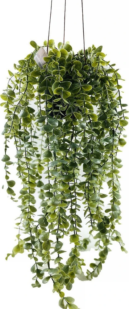 Dirbtinis kabantis augalas SENECIO, 60 cm