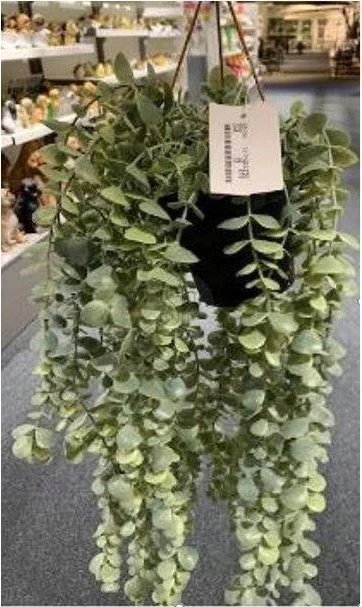 Dirbtinis kabantis augalas SENECIO, 60 cm