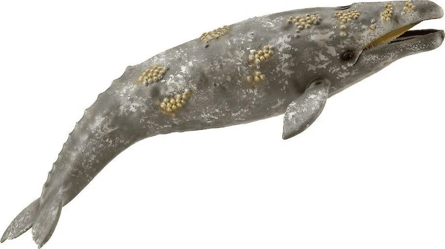 COLLECTA pilkasis banginis, 88836