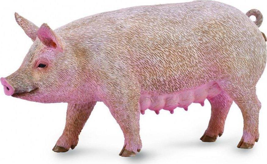 Collecta Figūrėlė Kiaulė (M) aprašymas - Prekės nuotrauka