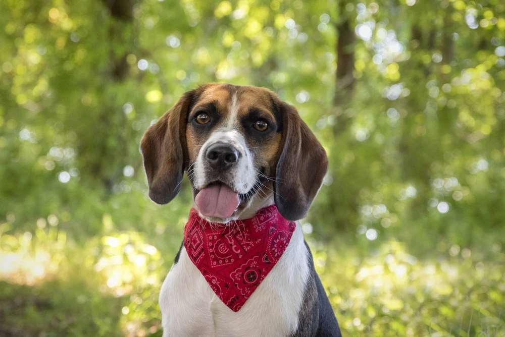 Flamingo Dog coll bandana pinto red 22-35CM 10MM