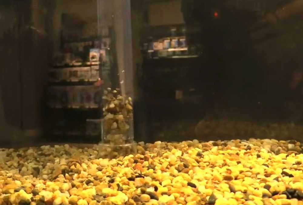 Fluval FX dugno nusiurbėjas
