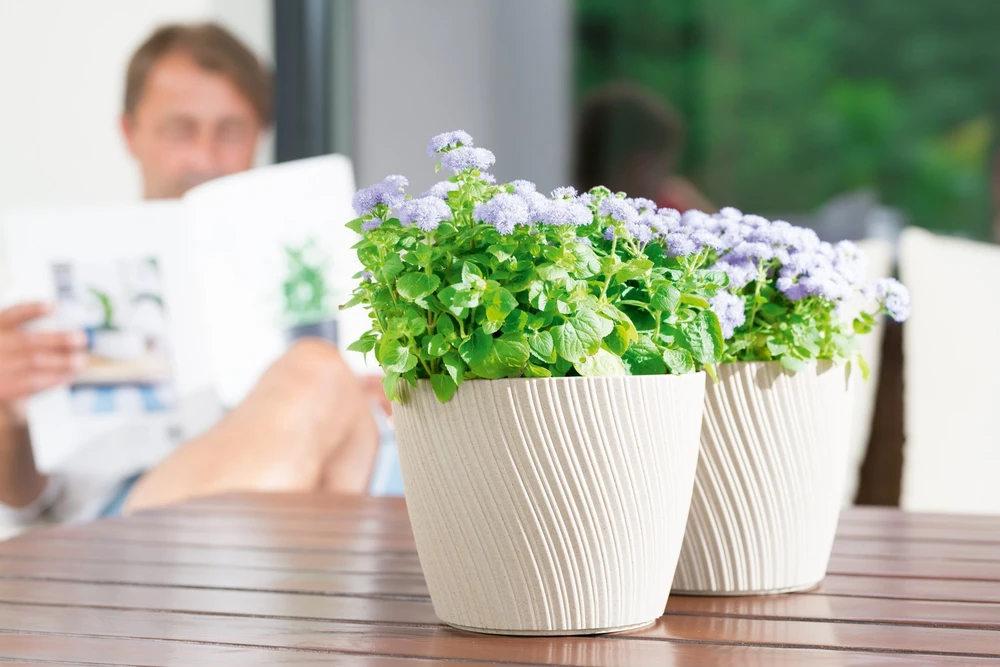 FORM PLASTIC Gėlių vazonas Mika su padėklu 17 cm, žalias