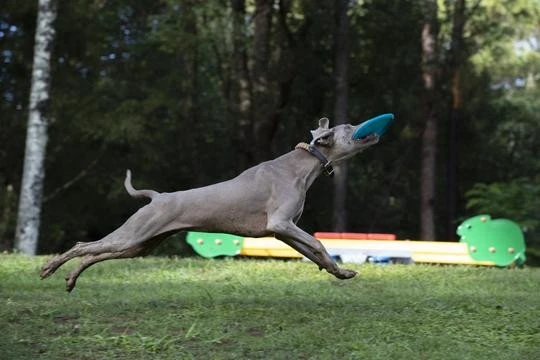 Waboba Jetwag dog frisbee