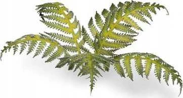 Gamers Grass : lazerinis Plants - Bracken - Paproć
