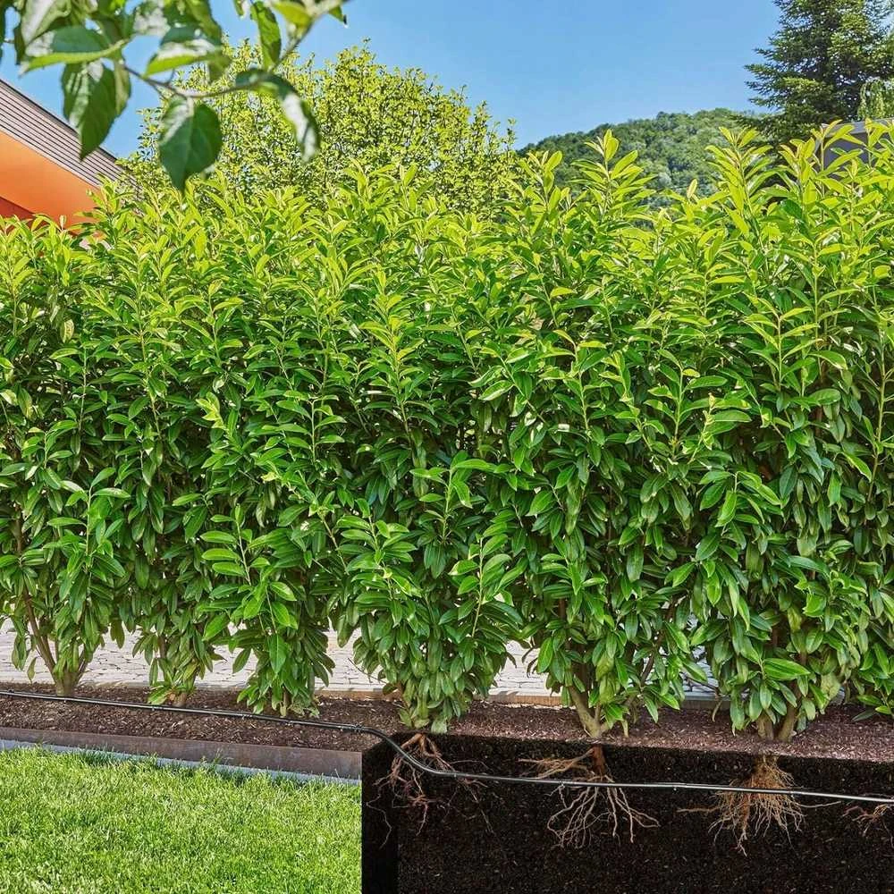 Gardena Lašelinio drėkinimo rinkinys krūmams/gyvatvorėms (25m)