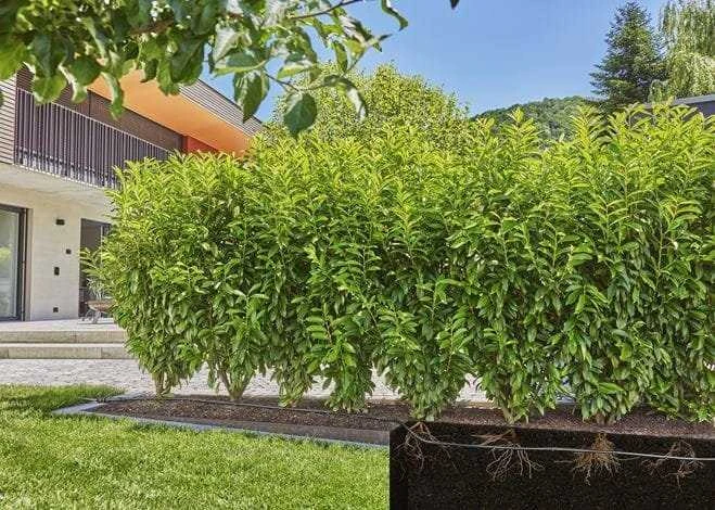 Gardena Lašelinio drėkinimo rinkinys krūmams/gyvatvorėms (25m)