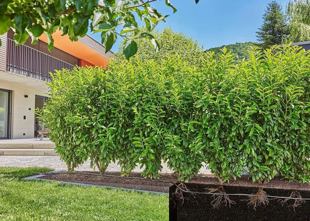 Gardena Lašelinio drėkinimo rinkinys krūmams/gyvatvorėms (50 m)