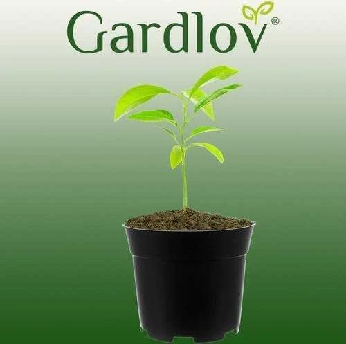 Gardlov Vazonų rinkinys, 500 vnt