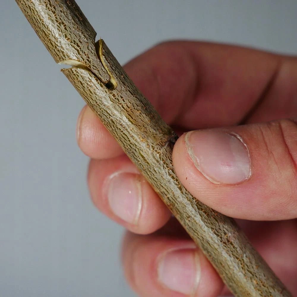Geko Genėjimo žirklės – vynuogių, medžių ir krūmų skiepijimui – didelis rinkinys + dėklas