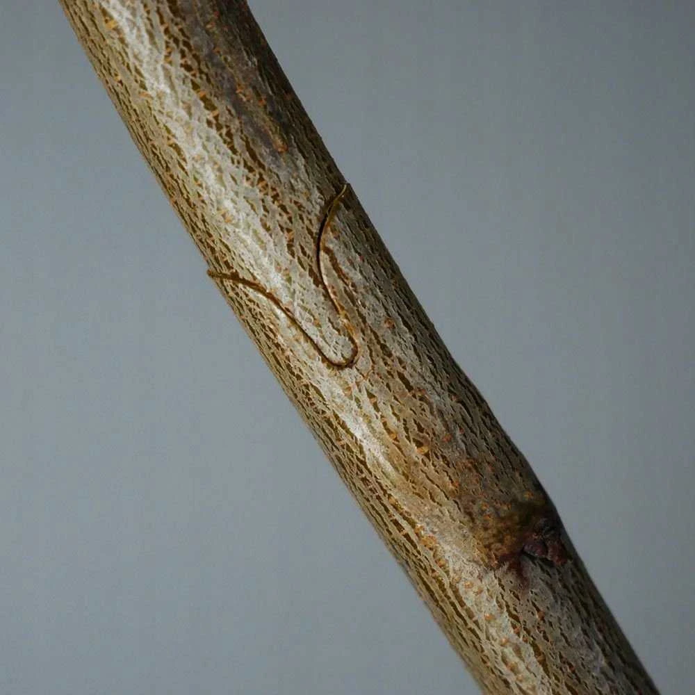 Geko Genėjimo žirklės – vynuogių, medžių ir krūmų skiepijimui – didelis rinkinys + dėklas