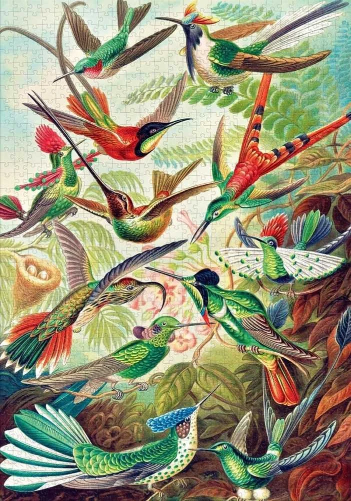 Dėlionė Cenega Imagination Puzzle Ernst Haeckel Hummingbirds 1000 elements
