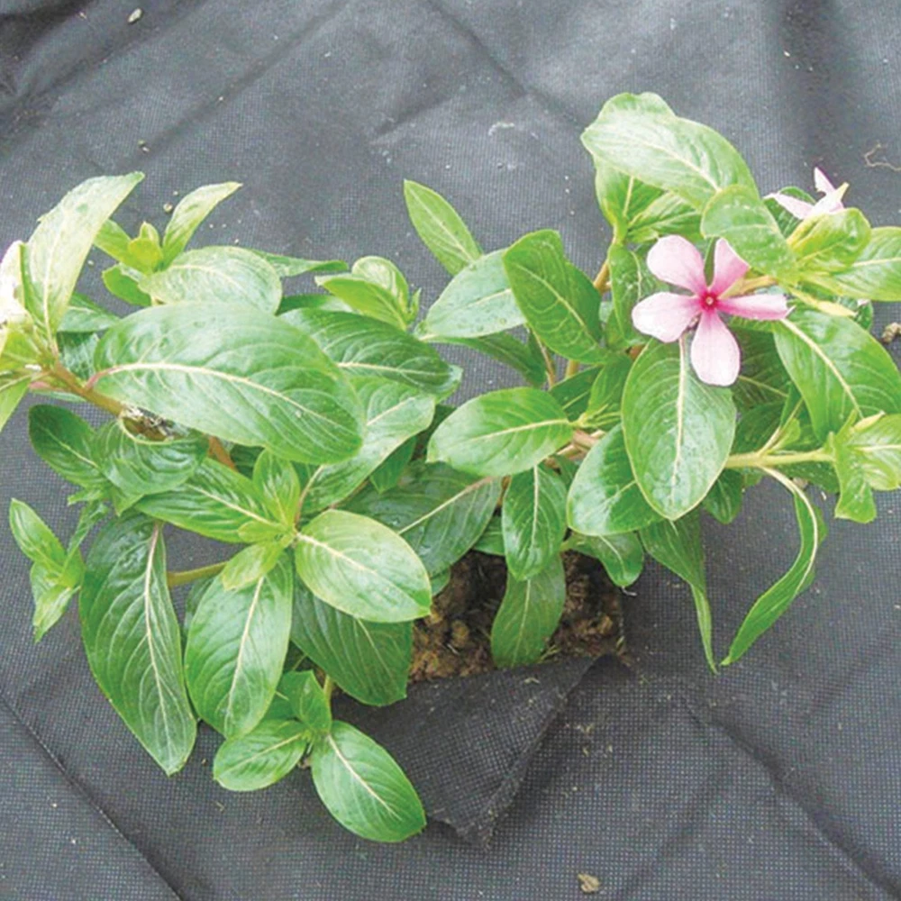 Greenmill Agrowłóknina Juoda agrotekstilė, 1,6 x 5 m 50 g/m2 GR1014