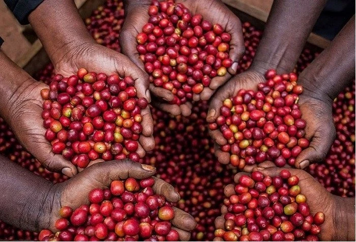 Kavos pupelės Muhabura Kavos pupelės RWANDA MUHABURA FUNKY ANAEROBIC ESPRESSO 400g