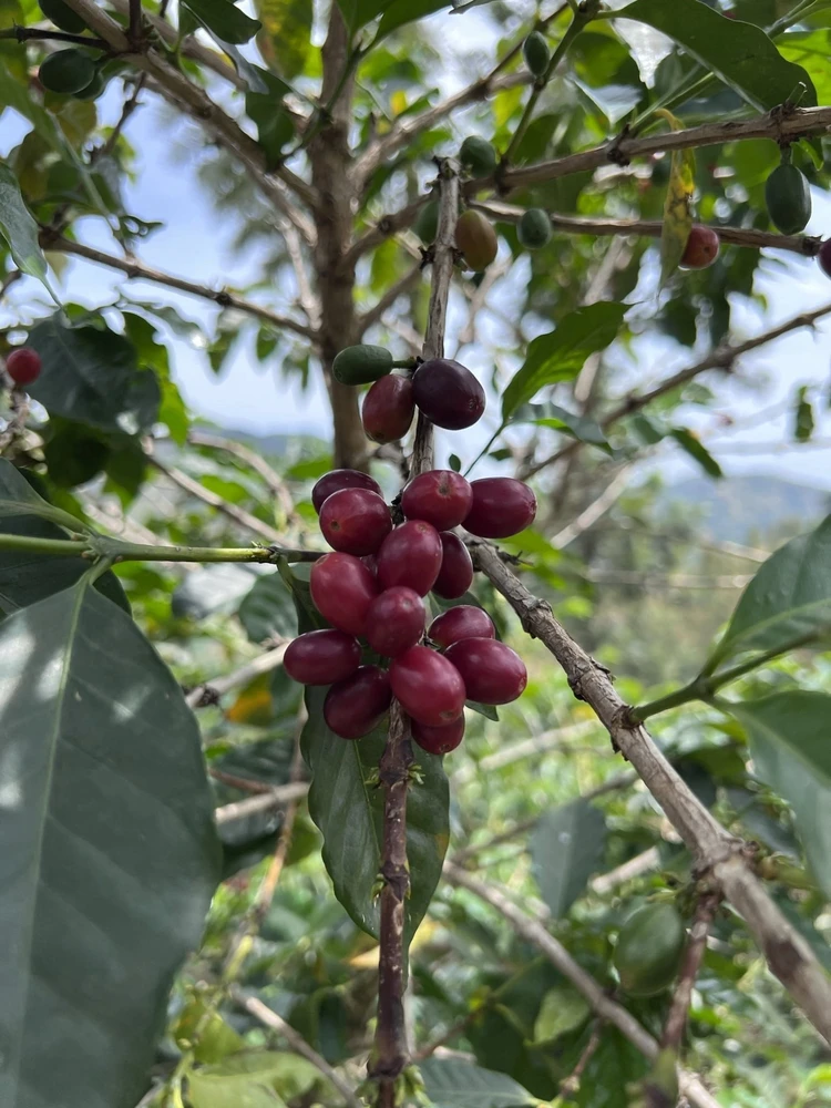 Kavos pupelės Muhabura Kavos pupelės RWANDA MUHABURA FUNKY ANAEROBIC ESPRESSO 400g