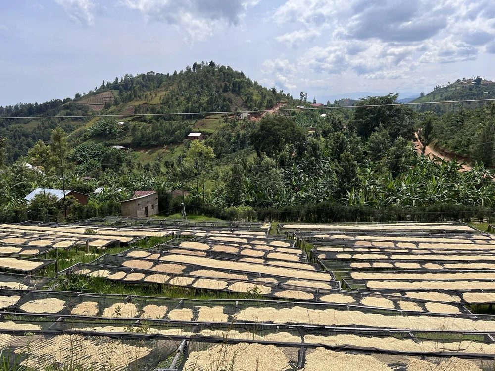Kavos pupelės Muhabura Kavos pupelės RWANDA MUHABURA FUNKY ANAEROBIC ESPRESSO 400g