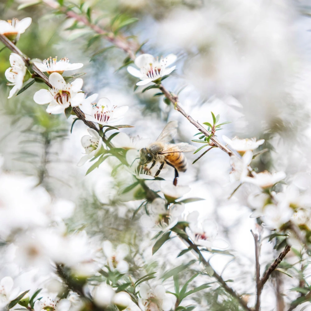 Honey New Zealand Haddrells Manuka medus UMF13+ MGO404+ 250g