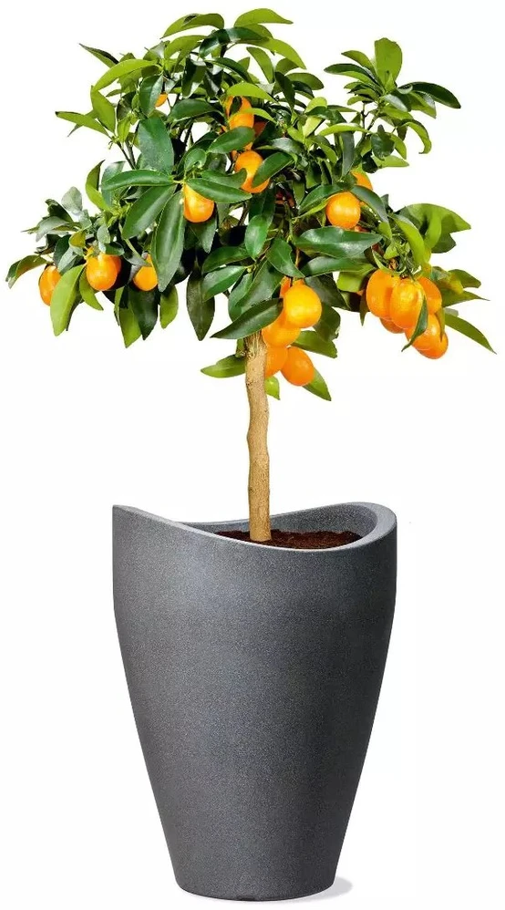 Honeywell Plastikinis vazonas Scheurich, Ø50.5 cm