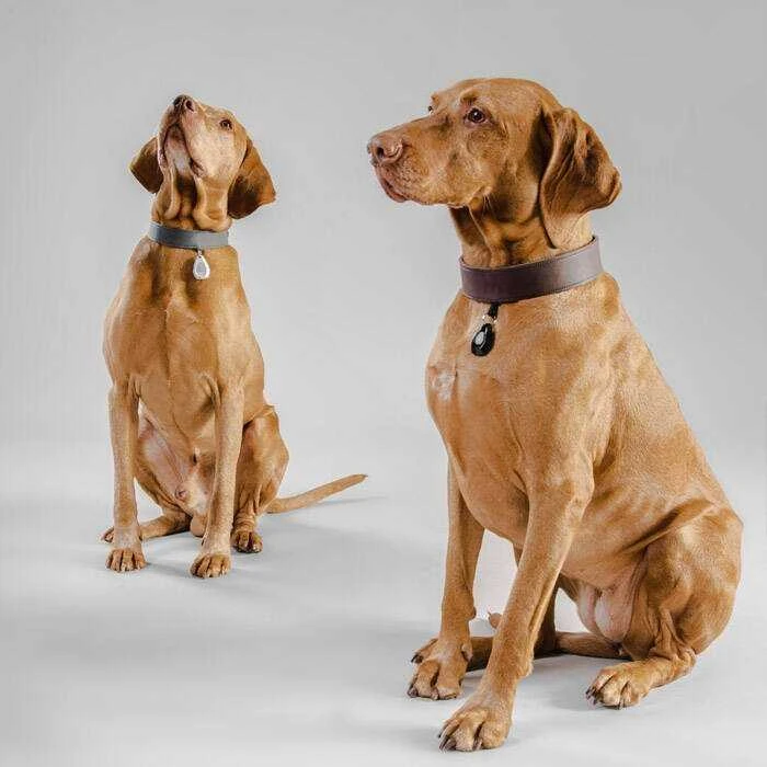 Off Tick Ultragarsinis Repelentas - Inmoless Pet Geltonas