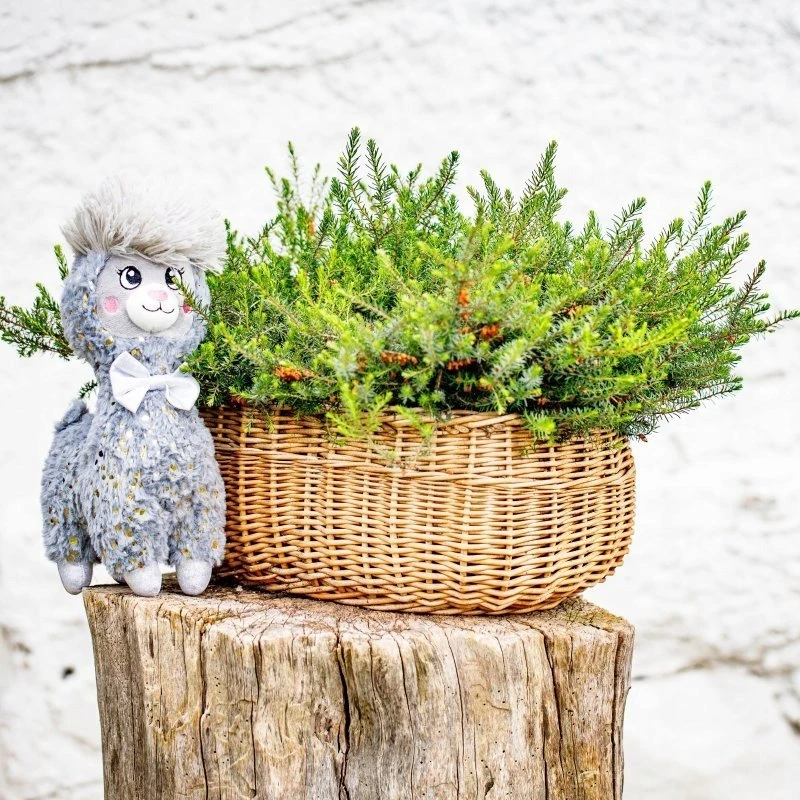 InnoGiO pliušinis žaislas Alpaka pilkas 30cm GIO-828GRAY