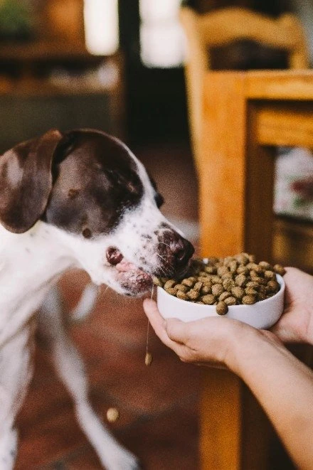 Josera Žalias Petfood Hypoallergenic with Insects 3kg (50015137)