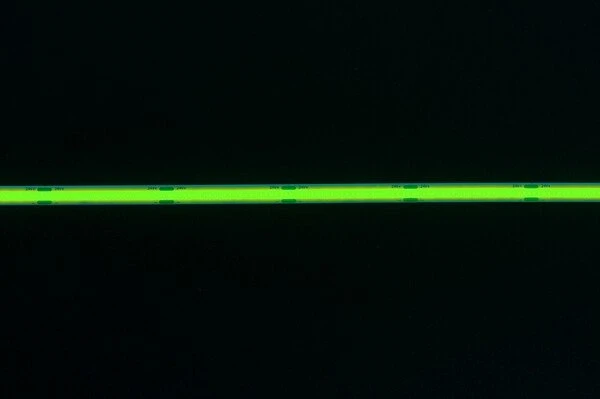 Kanlux LED juosta LCOB 10.5W/M 24IP00-G 950lm/m žalia spalva, 5m ritinėlis