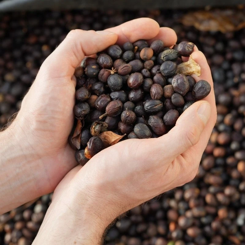 Kavos pupelės Roastains Roastains Kosta Rika Cascara 250g