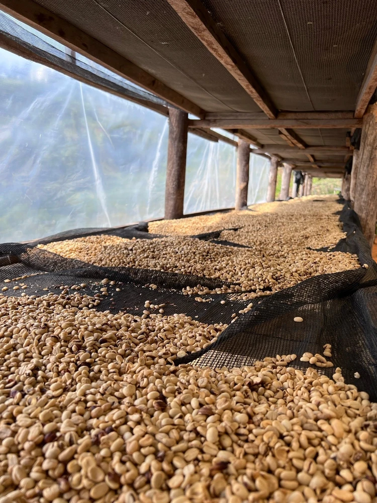 Kavos pupelės Muhabura Kavos pupelės RWANDA MUHABURA HONEY ESPRESSO 1kg