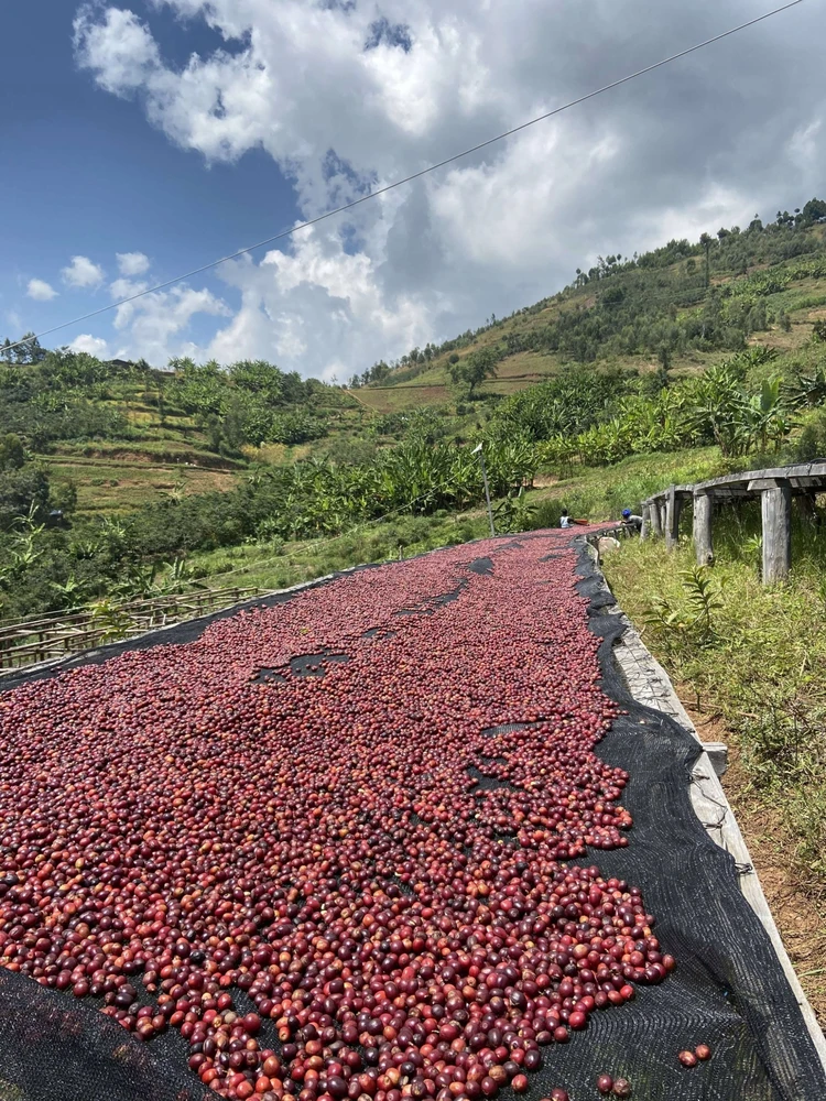 Kavos pupelės Muhabura Kavos pupelės RWANDA MUHABURA NATURAL ESPRESSO 1kg