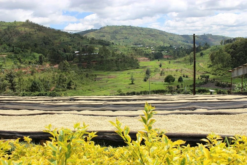 Kavos pupelės Muhabura Kavos pupelės RWANDA MUHABURA NATURAL ESPRESSO 400g