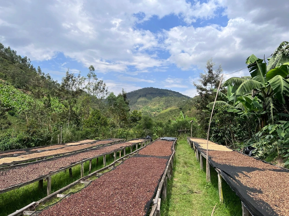 Kavos pupelės Muhabura Kavos pupelės RWANDA MUHABURA ROYAL ROBUSTA OMNIROAST 1kg