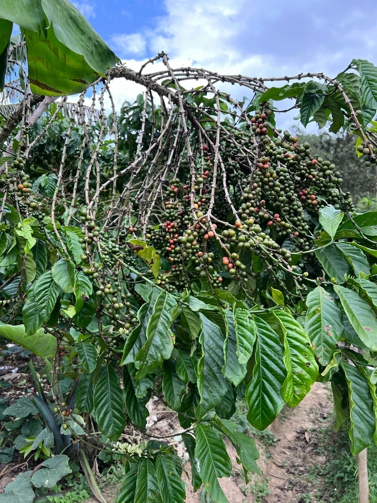 Kavos pupelės Muhabura Kavos pupelės RWANDA MUHABURA ROYAL ROBUSTA OMNIROAST 1kg