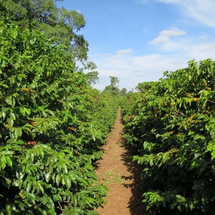 Kavos pupelės Świeżo Palona Kavos pupelės Brazil Cerrado Espresso 250g