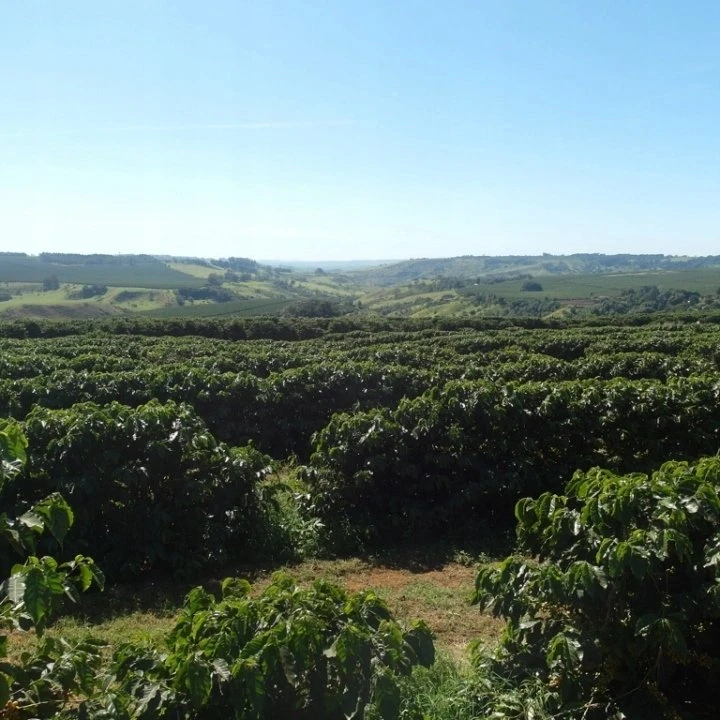 Kavos pupelės Świeżo Palona Kavos pupelės Brazil Cerrado Espresso 250g