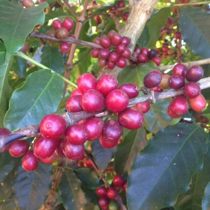 Kavos pupelės Świeżo Palona Kavos pupelės Brazil Cerrado Espresso 250g