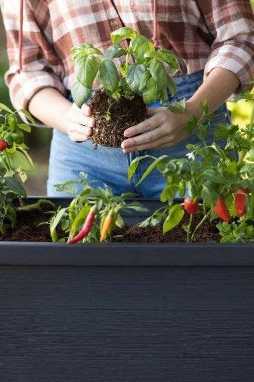 Keter Augalų vazonas ALFRESCO GARDEN BED
