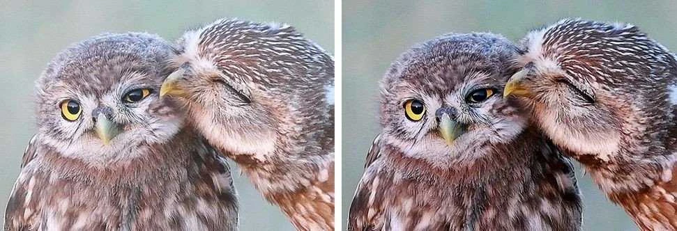 Adapterio suderinamumo pavyzdys su laukinės gamtos fotografija