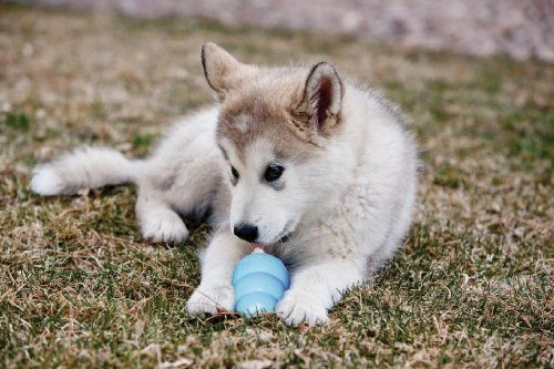 KONG Puppy guminis žaislas šuniukams, M