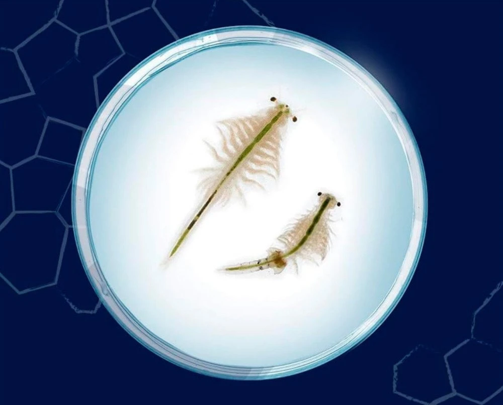 Lavinamasis rinkinys Kosmos Saltwater Creatures